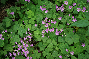 Flowers - a scene on a hike in the New Territories, 17 April 2016