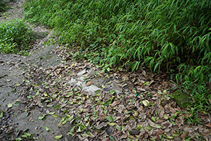 A scene on a hike in the New Territories, 17 April 2016