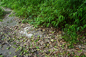 A scene on a hike in the New Territories, 17 April 2016