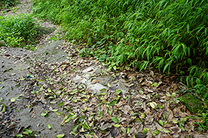 A scene on a hike in the New Territories, 17 April 2016