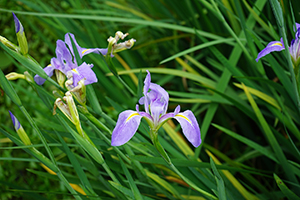 Flowers in Fung Yuen Butterfly Reserve, Tai Po, 17 April 2016