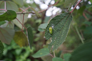 Insect in the Fung Yuen Butterfly Reserve, Tai Po, 17 April 2016