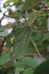 Insect in the Fung Yuen Butterfly Reserve, Tai Po, 17 April 2016