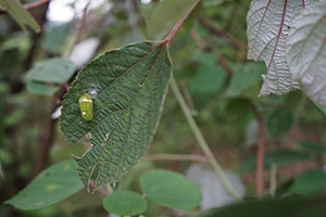 Insect in the Fung Yuen Butterfly Reserve, Tai Po, 17 April 2016