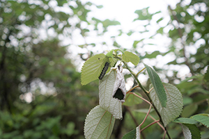 Caterpillar in Fung Yuen Butterfly Reserve, Tai Po, 17 April 2016