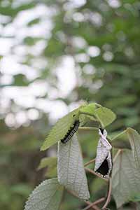 Caterpillar in Fung Yuen Butterfly Reserve, Tai Po, 17 April 2016