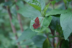Butterfly in Fung Yuen Butterfly Reserve, Tai Po, 17 April 2016