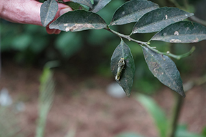 Insect on a leaf, Fung Yuen Butterfly Reserve, Tai Po, 17 April 2016