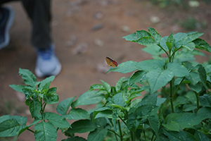 Butterfly in Fung Yuen Butterfly Reserve, Tai Po, 17 April 2016