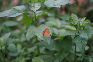 A Purple Saphire butterfly, Fung Yuen Butterfly Reserve, Tai Po, 17 April 2016