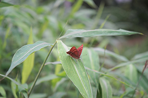 A Plum Judy butterfly, Fung Yuen Butterfly Reserve, Tai Po, 17 April 2016