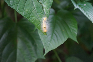 Caterpillar in Fung Yuen Butterfly Reserve, Tai Po, 17 April 2016