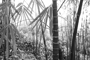 Bamboo on the HKU campus, Pokfulam, 20 April 2016