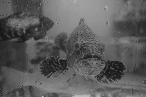 Fish kept in a tank in a restaurant, Sheung Wan, Hong Kong Island, 24 April 2016