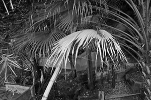 Palm trees on the HKU campus, Pokfulam, 26 April 2016