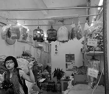 A guided tour of Sai Ying Pun's street cats, Queen's Road West, 30 April 2016