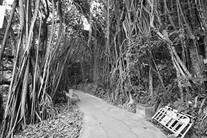 India Rubber Tree on Lugard Road, 1 April 2016