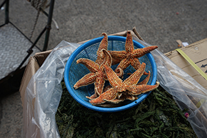Dried Starfish, Sheung Wan, 6 April 2016