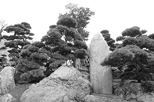 Plants and rocks in Nan Lian Garden, Diamond Hill, 3 April 2016