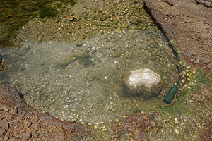 Rocks, Ap Chau, 15 May 2016