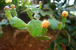 Cactus, Ap Chau, 15 May 2016