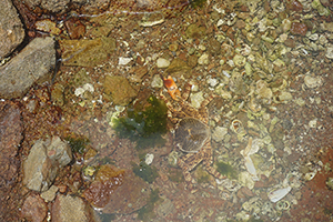 Crab in a pool, Ap Chau, 15 May 2016