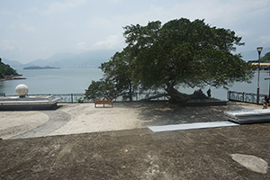 Tree, Kat O, 15 May 2016