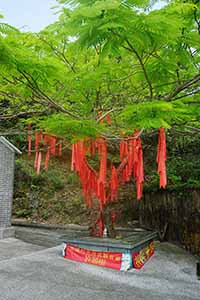 Tree beside a temple, Kat O, 15 May 2016