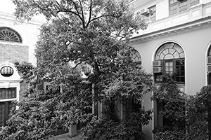 Tree in a courtyard of the Main Building, HKU, Pokfulam, 20 June 2016