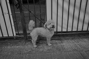 Dog, Sai Ying Pun, 1 June 2016