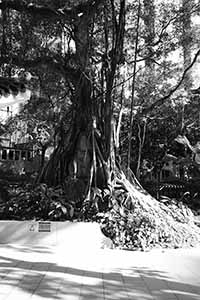 Tree, Hollywood Road Park, Sheung Wan, 27 June 2016