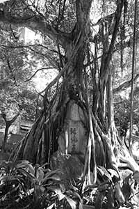 Tree, Hollywood Road Park, Sheung Wan, 27 June 2016
