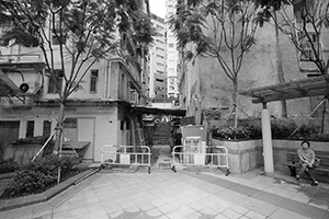 Trees in Sai Ying Pun, 10 July 2016