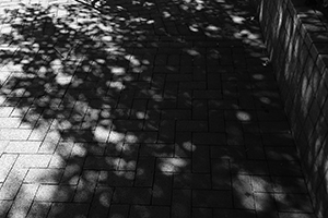 Shadow of trees, Sheung Wan, Hong Kong Island, 23 August 2016