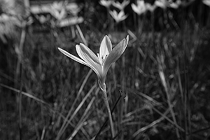 Flower on the campus, University of Hong Kong, Pokfulam, 23 August 2016