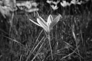 Flower on the campus, University of Hong Kong, Pokfulam, 23 August 2016
