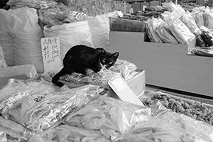 Shop cat sitting in a dried goods store, Sheung Wan, 24 August 2016