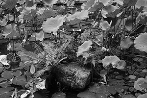 Lily pond at the University of Hong Kong, Pokfulam, 30 August 2016