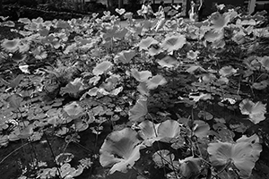 Lily pond at the University of Hong Kong, Pokfulam, 30 August 2016