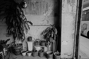 Pot plants, Heung Yip Road, Wong Chuk Hang, 20 August 2016