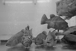 Fish in a restaurant tank, Sai Ying Pun, 9 September 2016