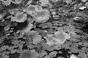 The lotus pond, HKU campus, Pokfulam, 14 September 2016