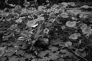 The lotus pond, HKU campus, Pokfulam, 14 September 2016