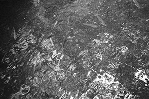 Fish in the lotus pond, HKU campus, Pokfulam, 14 September 2016