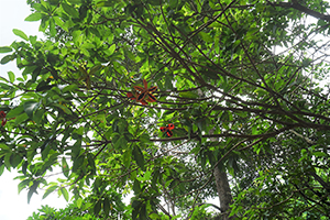 Tree in flower, Tai Tam Reservoir Road, 18 September 2016