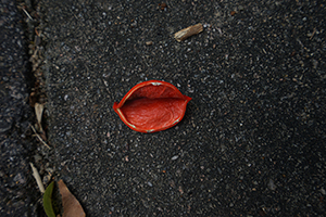 Petal from a tree, Tai Tam Reservoir Road, 18 September 2016