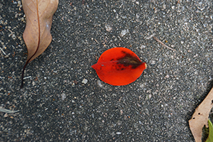 Leaves and a petal, Tai Tam Reservoir Road, 18 September 2016