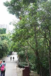 Tree on Tai Tam Reservoir Road, 18 September 2016
