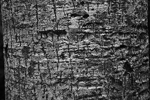 Bark of a tree on Tai Tam Reservoir Road, 18 September 2016