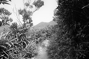 On the hiking path around Violet Hill, Tai Tam Country Park, 18 September 2016